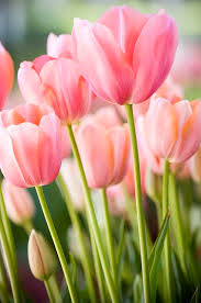 TULIP Flowers